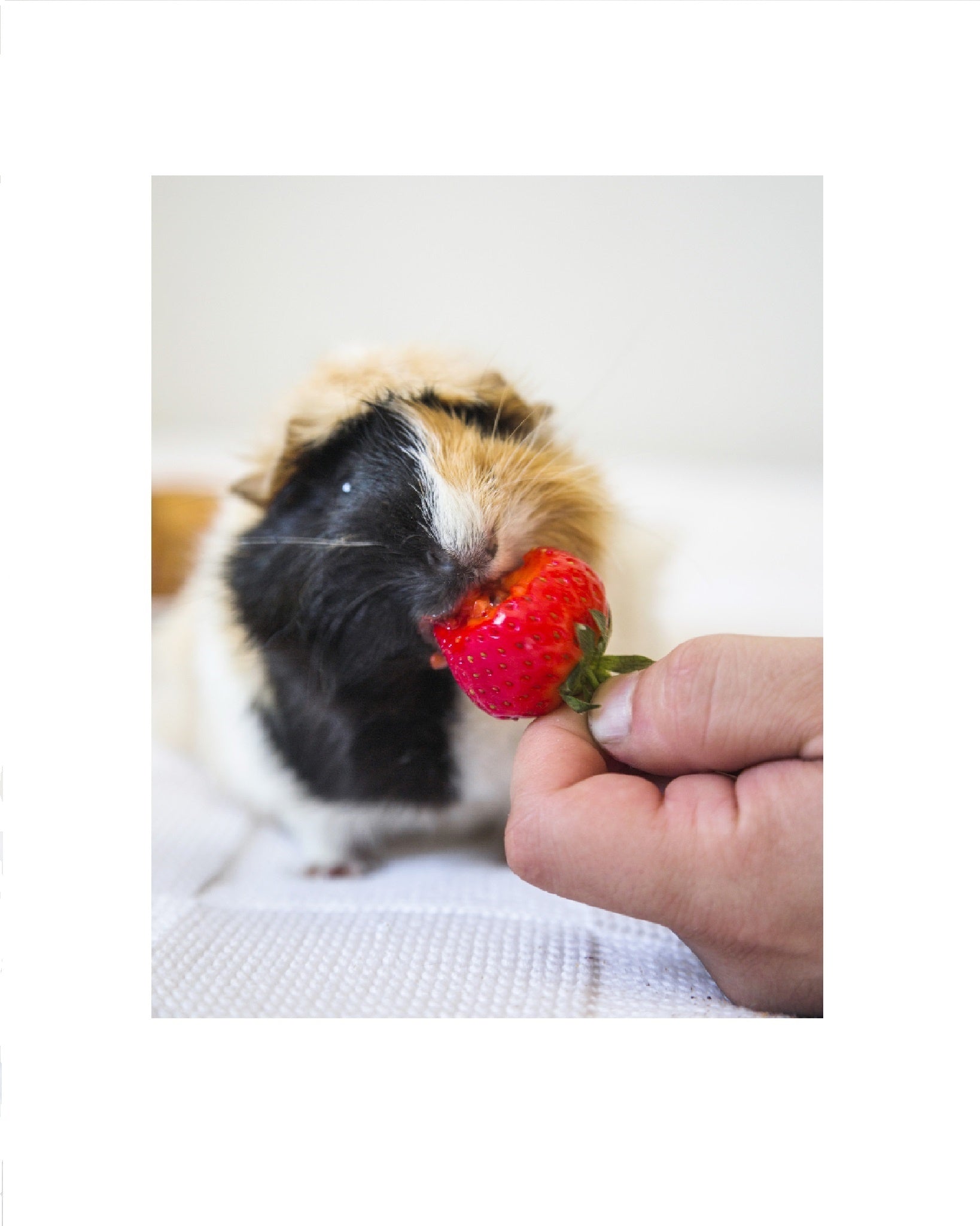 2person-s-hand-feeding-strawberries-guinea-pig