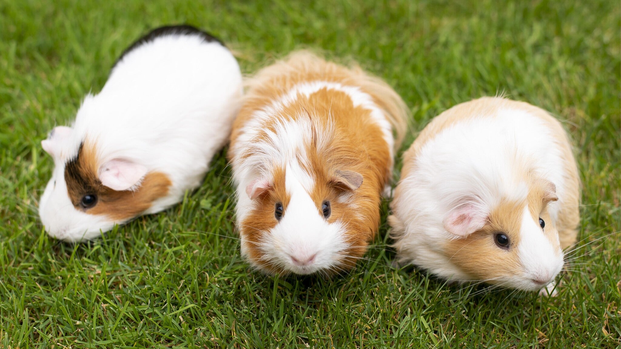 beautiful-guinea-pig-pet-portrait