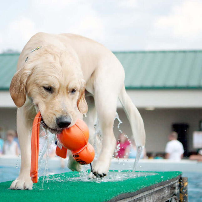 AnimalstoreXL Kong Wubba Water Large