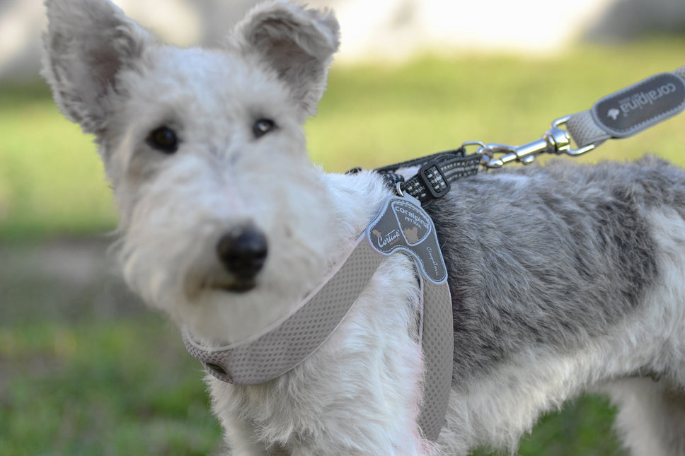 Cinquetorri grijs harnas voor honden