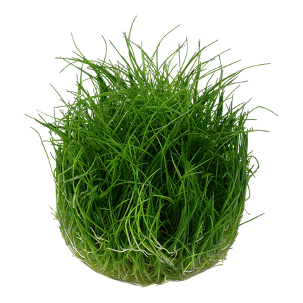 Eleocharis Pusilla Mini