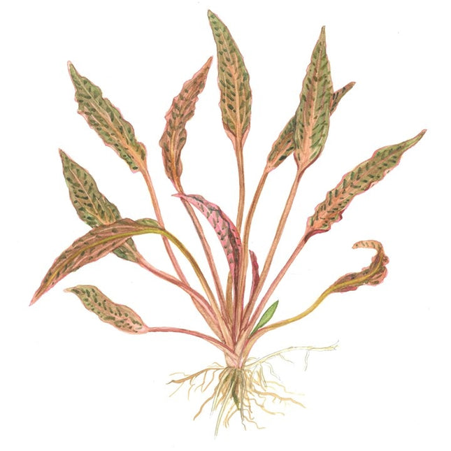 Cryptocoryne Nurii