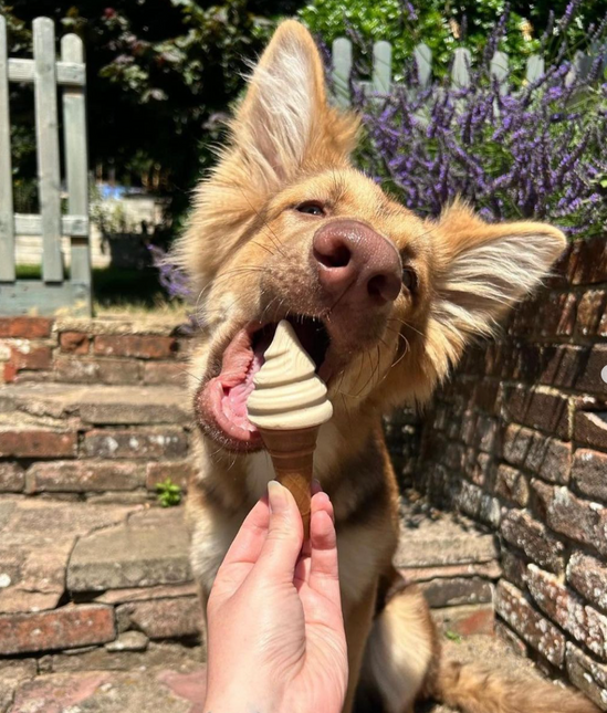 Pup ice - Hondenijsjes 🍦