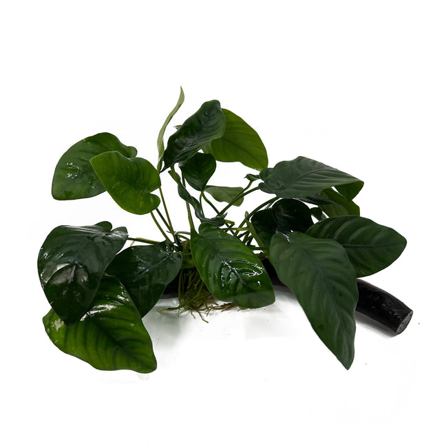 Anubias Barteri Nana op hout met zuignap