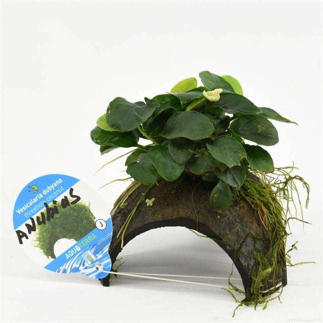 3-gaats kokosnoot met anubias