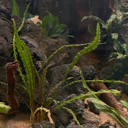 Cryptocoryne Crispatula var. Balansae in pot