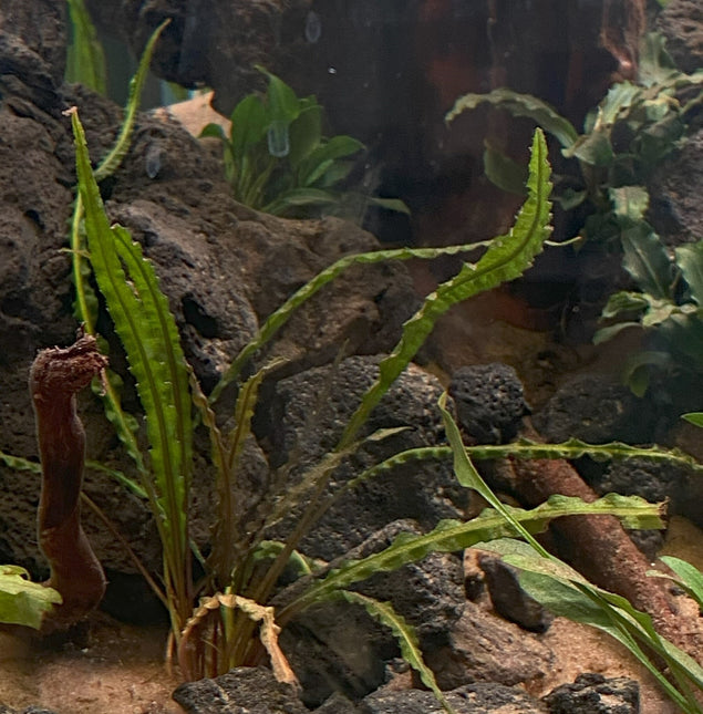 Cryptocoryne Crispatula var. Balansae in pot