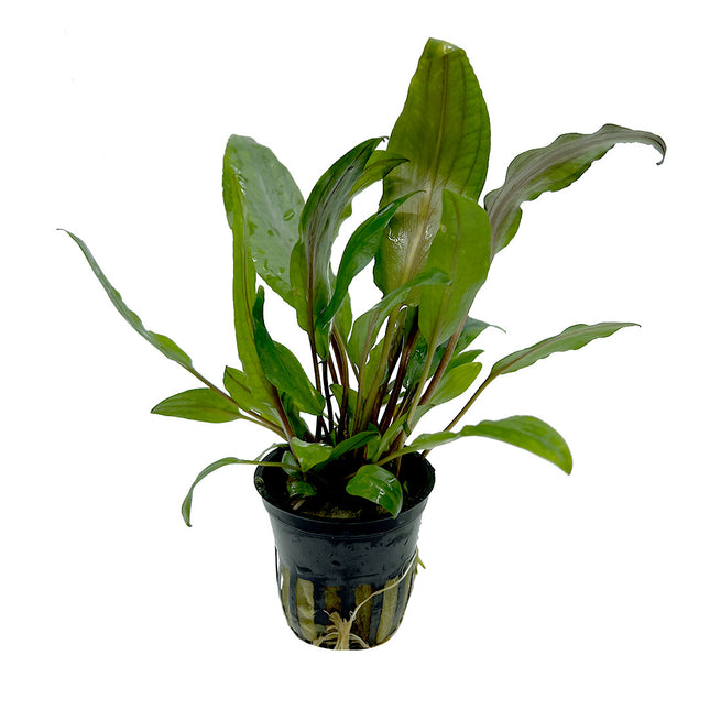 Cryptocoryne Undulata 5 cm in pot