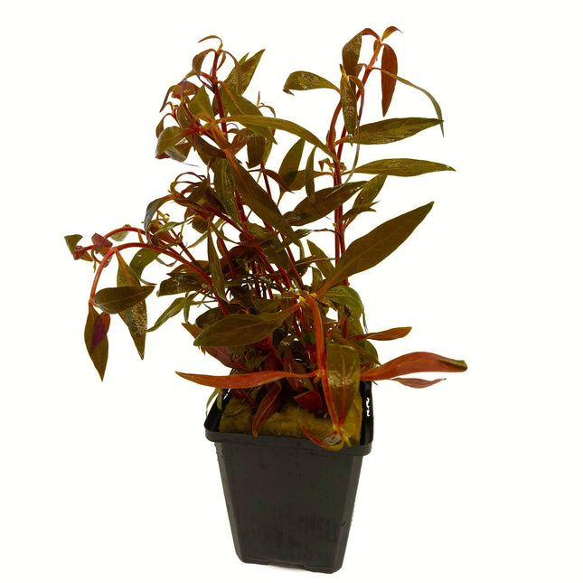 Alternanthera Rosefolia - Extra Groot