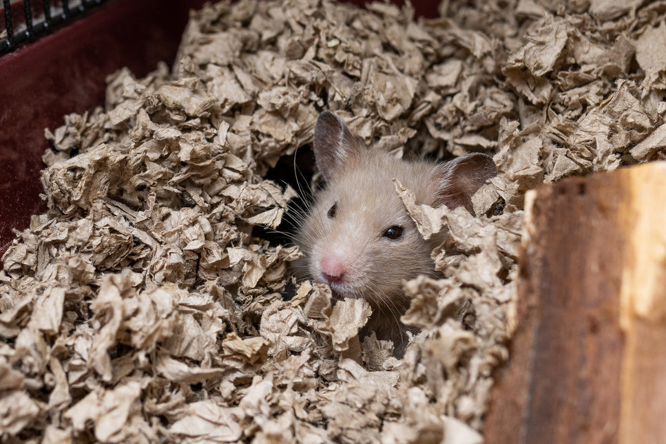 Hamsterverblijf Hamsterscape 78 glas/metaal