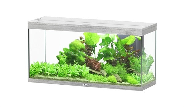 Splendid 120 aquarium