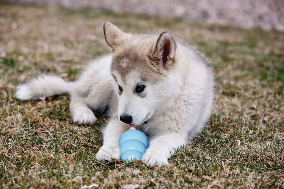 AnimalstoreXL Kong Puppy Medium