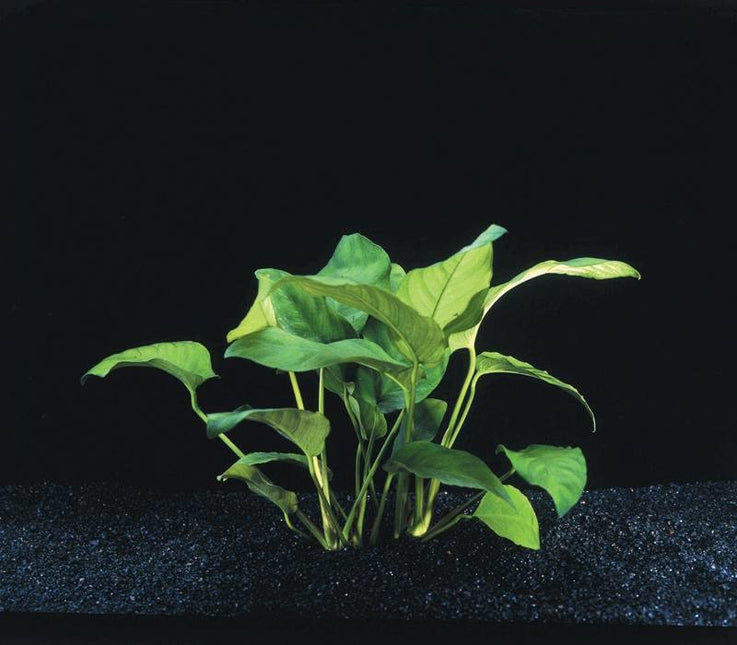 Anubias Barteri Var.Nana