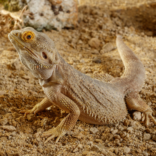 Sonoran Oker Steen Woestijn 10kg