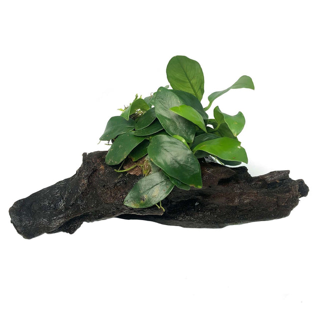 Driftwood XS met anubias