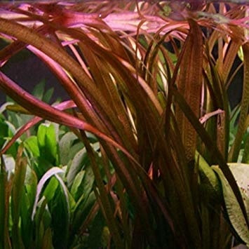 Vallisneria Giganthea Rubra bos