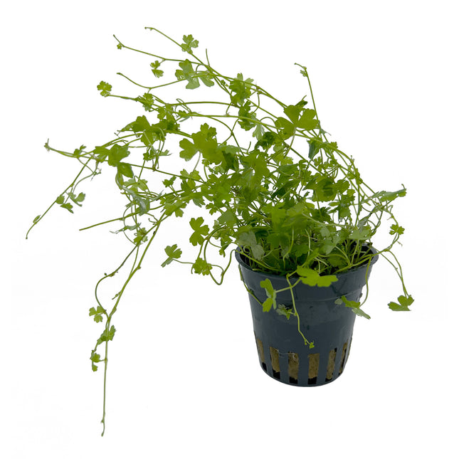 Hydrocotyle tripartita 5 cm in pot