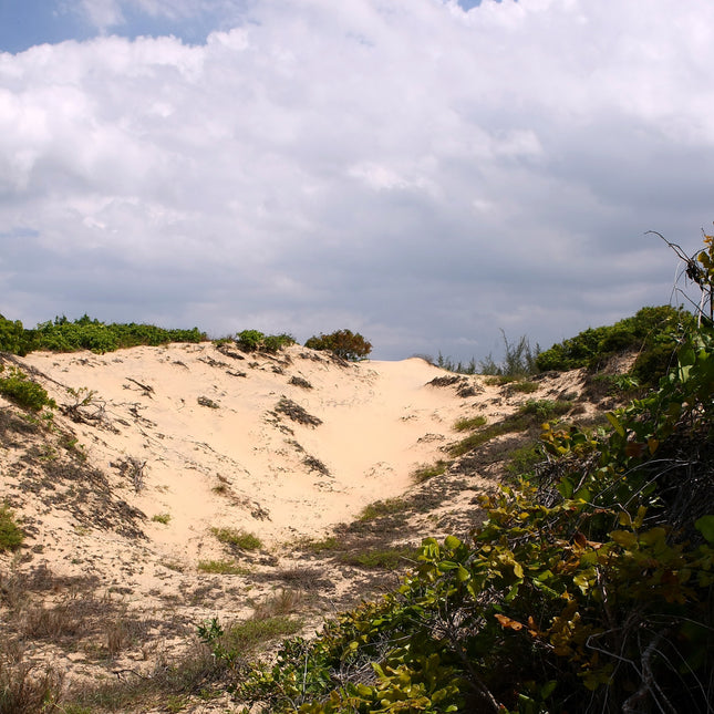 TerraSand natuur-geel 5 liter