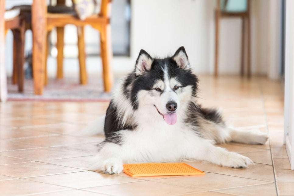 Likmat Buddy Hond Oranje 28cm