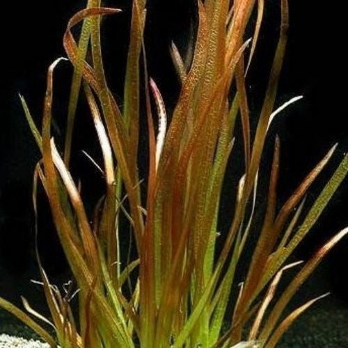 Vallisneria Spiralis Rood bos