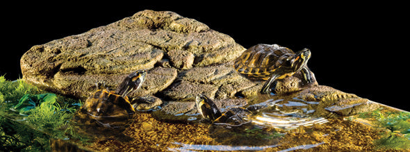 Schildpadbank Groot