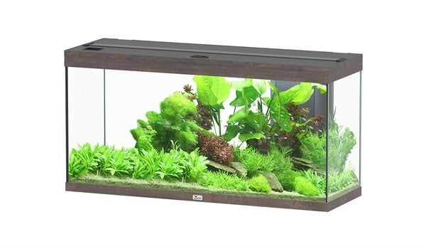 Splendid 120 aquarium