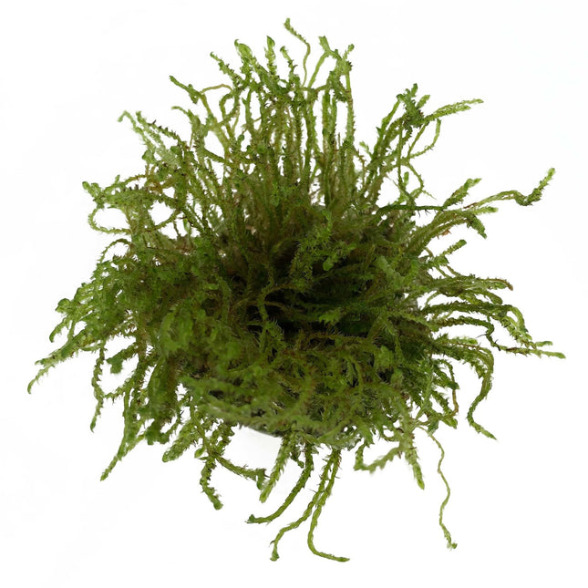 Vesicularia sp. Creeping Moss in vitro bakje