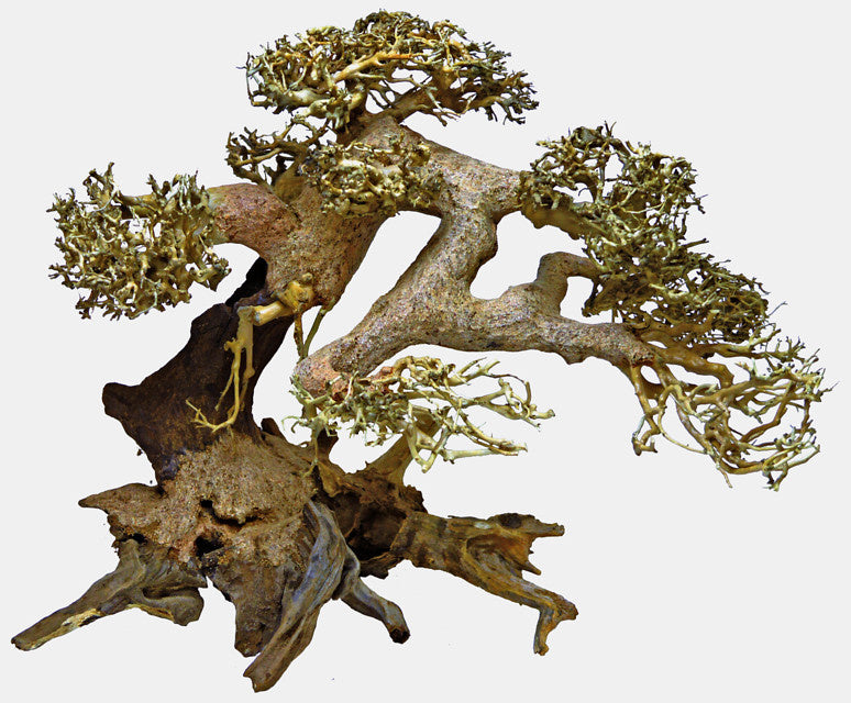 Bonsai Driftwood L