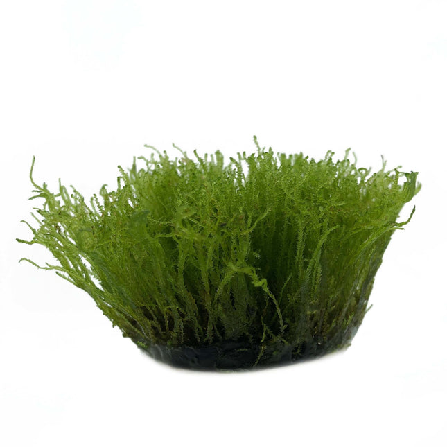 Taxiphyllum Alternans Taiwan moss in vitro bakje