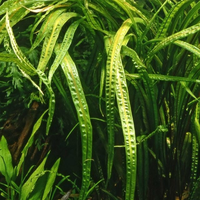 Cryptocoryne Balansae - Extra Groot