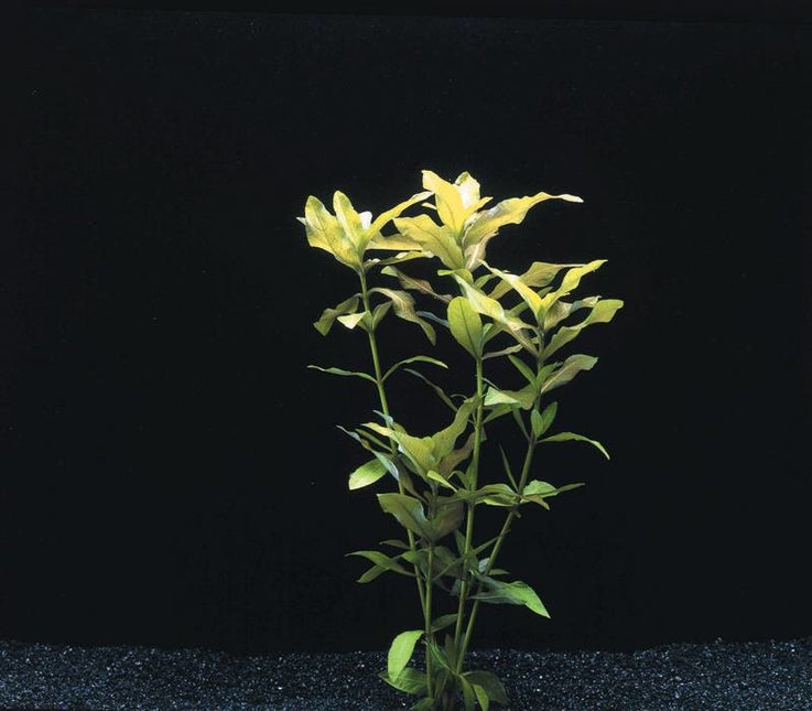 Hygrophila Polysperma