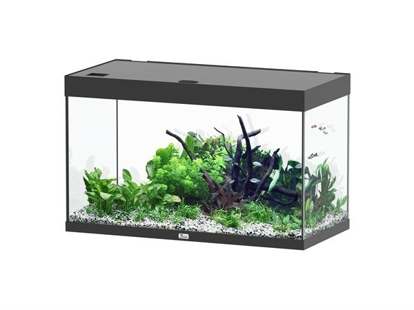 Sublime 100x50 aquarium