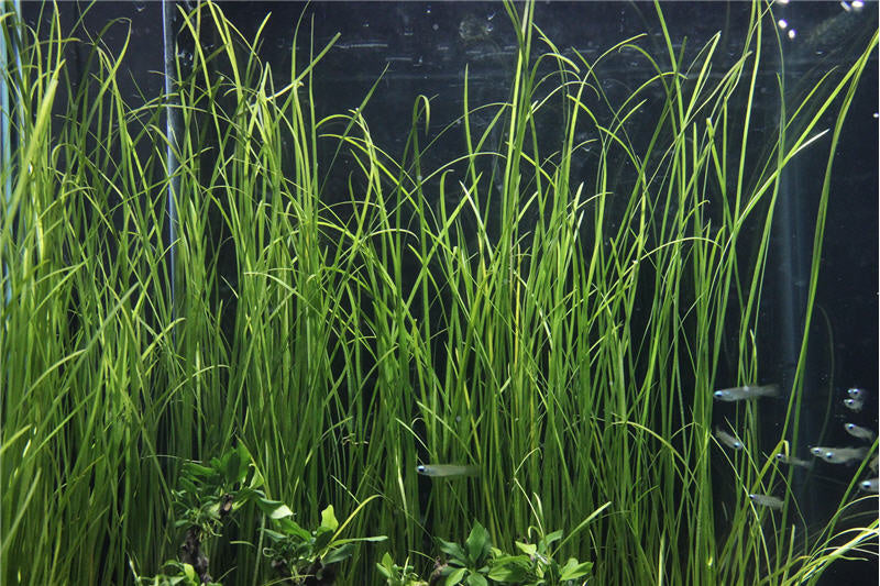 Vallisneria Nana