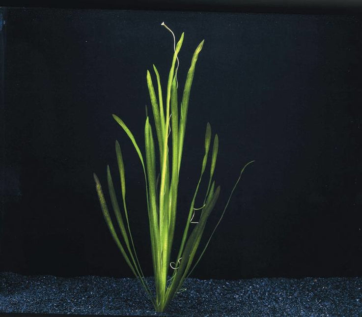 Vallisneria Spiralis bos