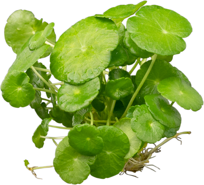 Hydrocotyle Verticillata (waternavel)