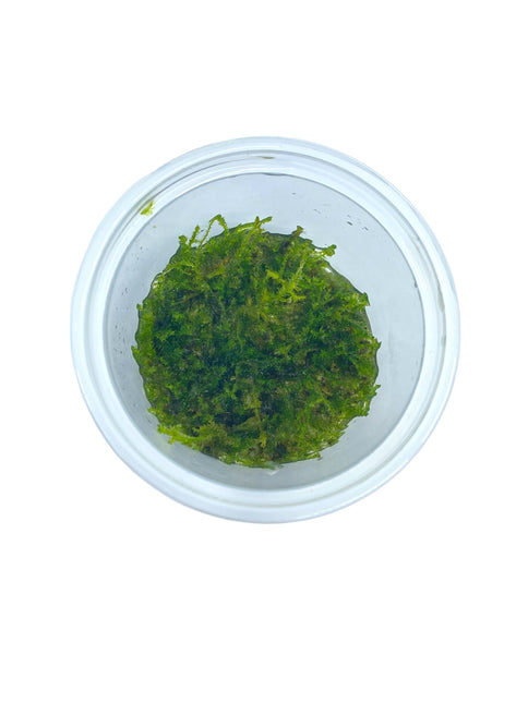 Vesicularia Montagnei 'Christmas Moss' in-vitro