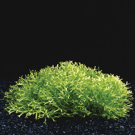 Riccia Fluitans in-vitro