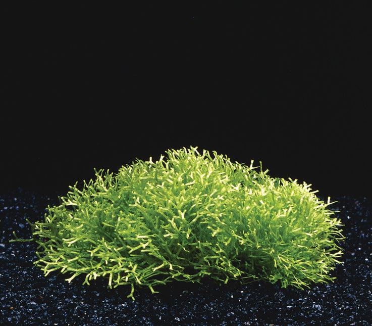 Riccia Fluitans in-vitro