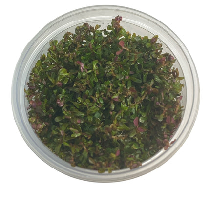 Rotala Rotundifolia Hra in-vitro