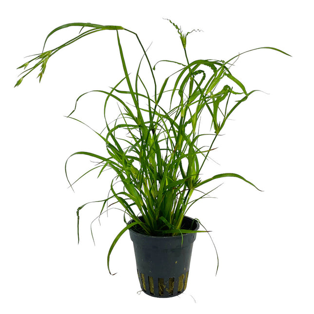 Juncus repens