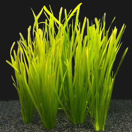 Waterplant Vallisneria Spiralis bos Bundel 8+2 GRATIS