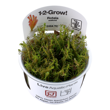 Rotala Wallichii