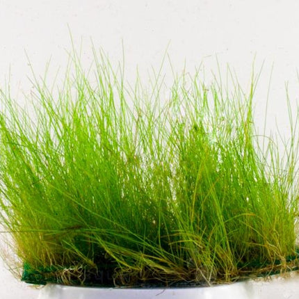 Eleocharis acicularis op matje